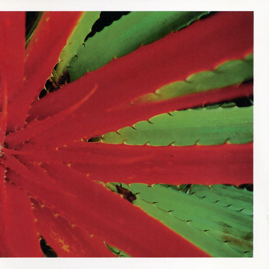 Jejune - This Afternoon's Malady